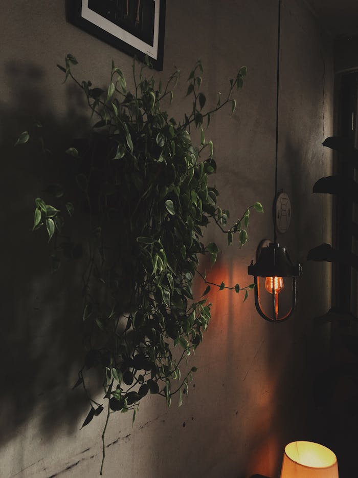 An inviting indoor room featuring a hanging plant and warm lamp lighting, creating a cozy ambiance.